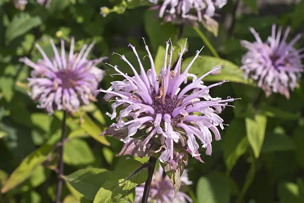 573011 - Monarde (Monarda fistulosa)