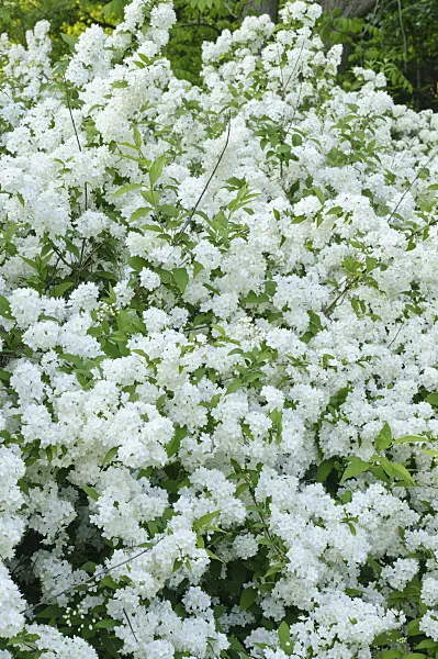472082 - Mongolian deutzia (Deutzia parviflora)