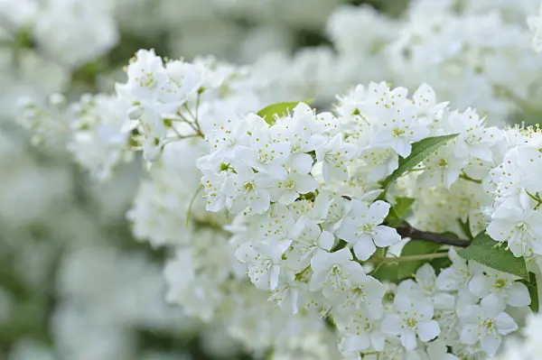 472083 - Mongolian deutzia (Deutzia parviflora)