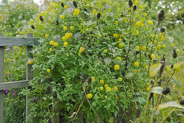 490045 - Mongolische Waldrebe (Clematis tangutica)