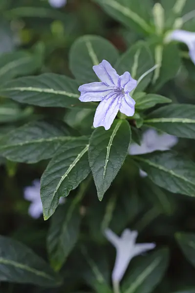 478106 - Monkey plant (Ruellia makoyana)
