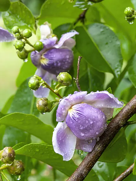 434054 - Monkey pod tree (Lecythis apiculata)