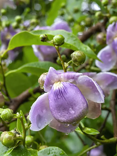 434056 - Monkey pod tree (Lecythis apiculata)