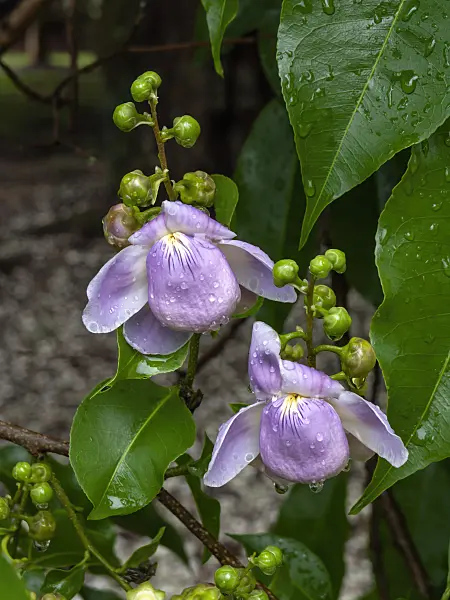 434058 - Monkey pod tree (Lecythis apiculata)