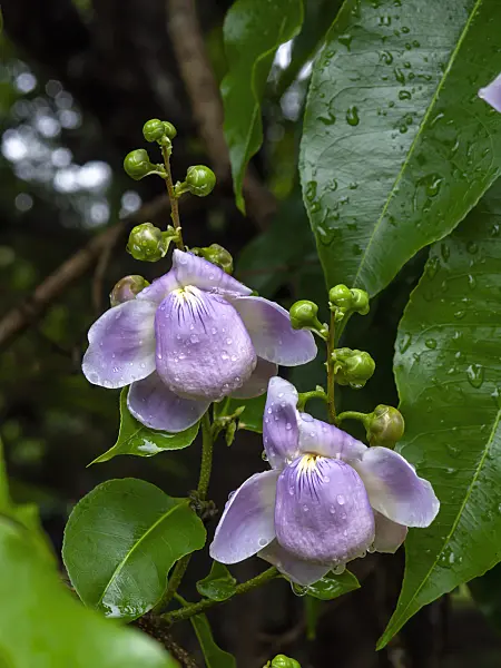 434059 - Monkey pod tree (Lecythis apiculata)