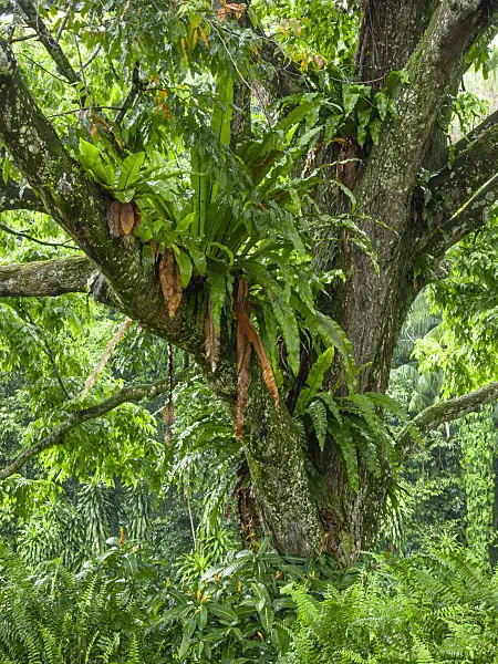 411136 - Monkey pod tree (Lecythis apiculata) and bird's nest fern (Asplenium nidus)