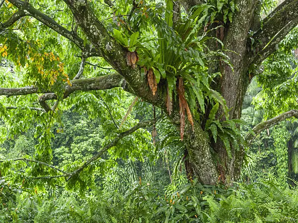 411137 - Monkey pod tree (Lecythis apiculata) and bird's nest fern (Asplenium nidus)
