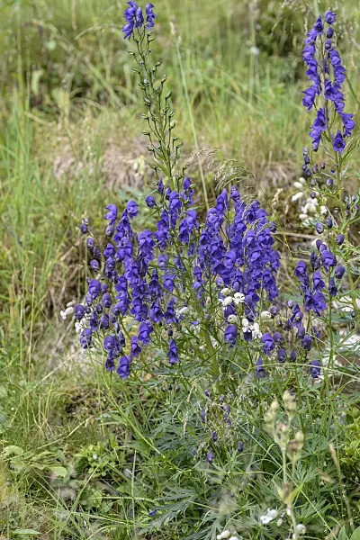 575003 - Monkshood (Aconitum tauricum)