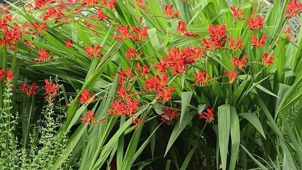 498247 - Montbretia (Crocosmia)