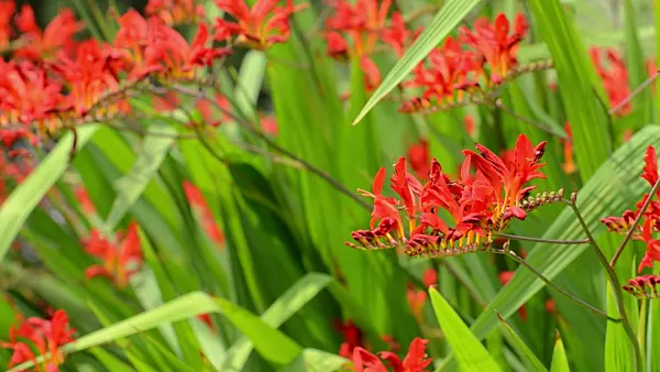 498250 - Montbretia (Crocosmia)