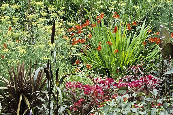 429215 - Montbretia (Crocosmia) and dill (Anethum graveolens)