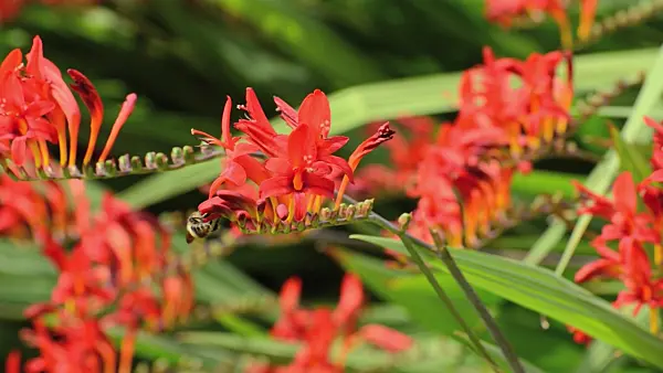 498249 - Montbretia (Crocosmia) et bourdon (Bombus)