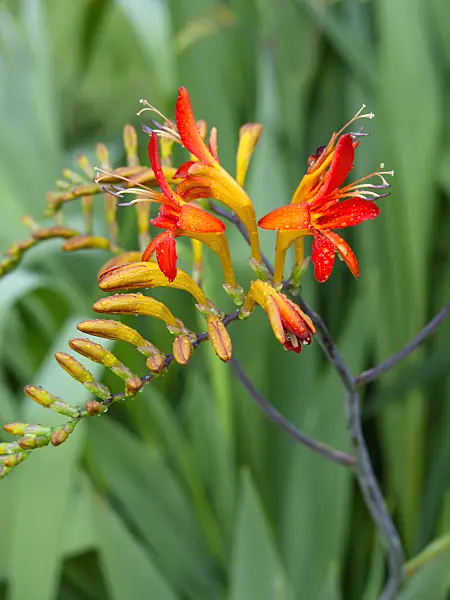 427157 - Montbretia (Crocosmia masoniorum)