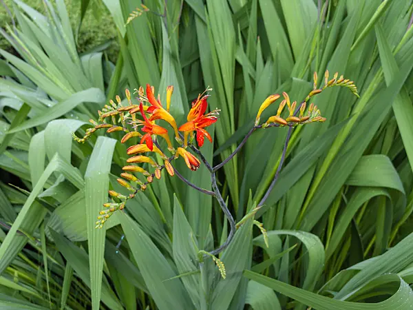 427158 - Montbretia (Crocosmia masoniorum)
