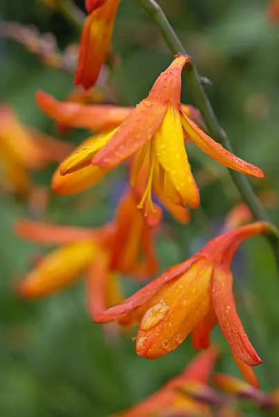 452169 - Montbretia (Crocosmia masoniorum)