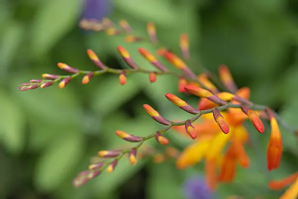452170 - Montbretia (Crocosmia masoniorum)
