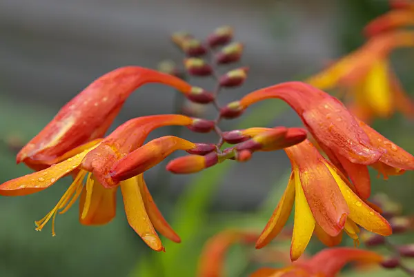 452171 - Montbretia (Crocosmia masoniorum)