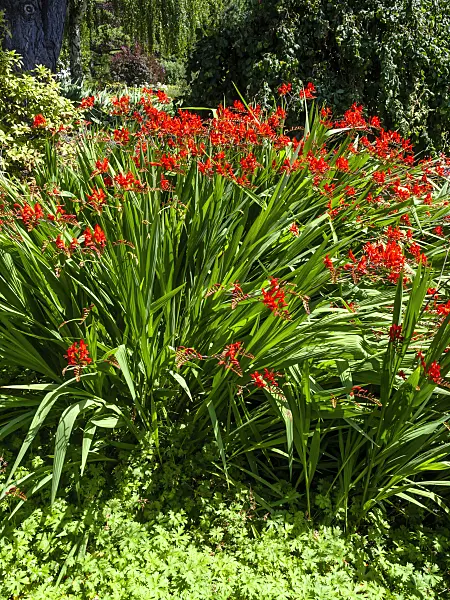 462093 - Montbretia (Crocosmia masoniorum)