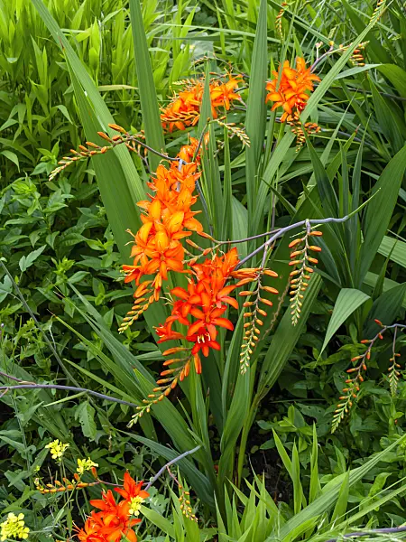 462102 - Montbretia (Crocosmia masoniorum)