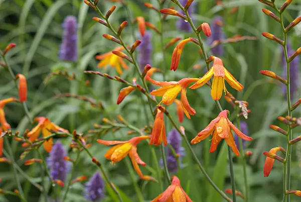 452167 - Montbretia (Crocosmia masoniorum) and anise hyssop (Agastache foeniculum)