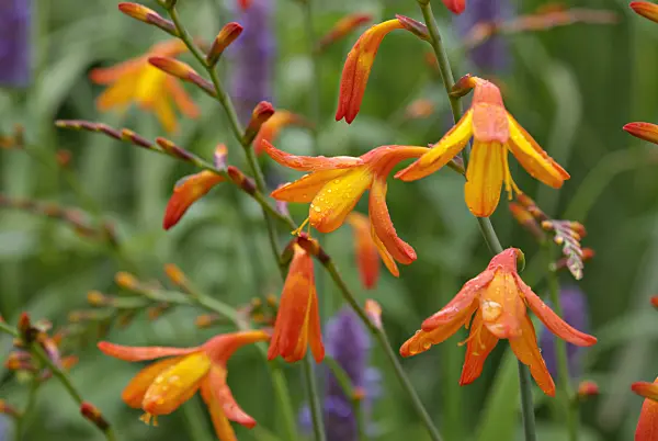 452168 - Montbretia (Crocosmia masoniorum) and anise hyssop (Agastache foeniculum)