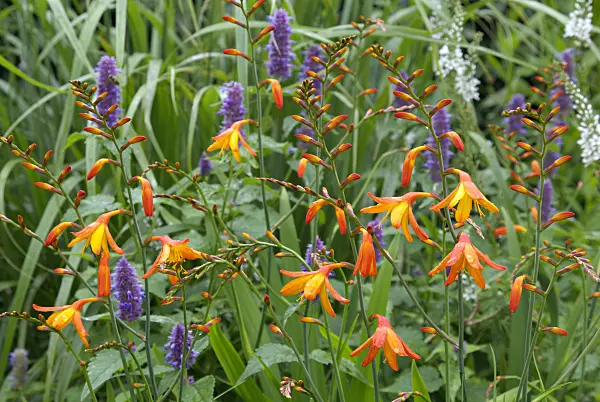 452172 - Montbretia (Crocosmia masoniorum), hysope anisée (Agastache foeniculum) et lysimaque de Chine (Lysimachia clethroides)