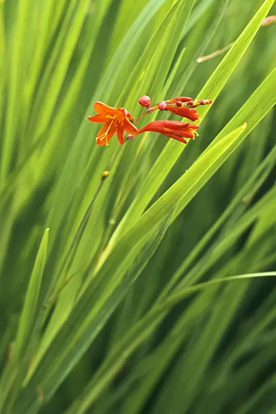 368007 - Montbretia (Crocosmia x crocosmiiflora)
