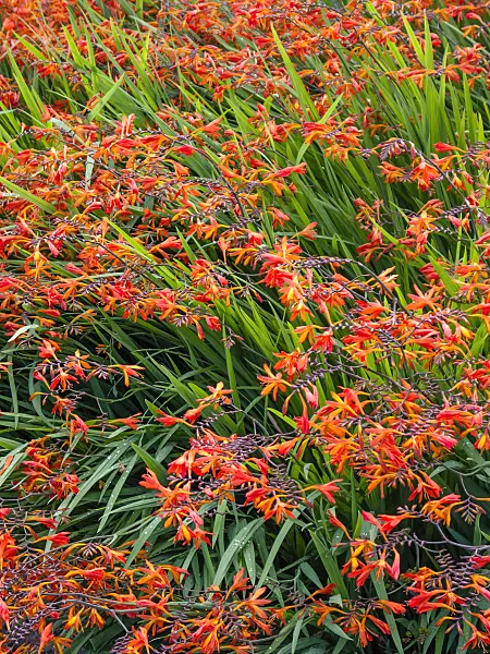 416082 - Montbretia (Crocosmia x crocosmiiflora)