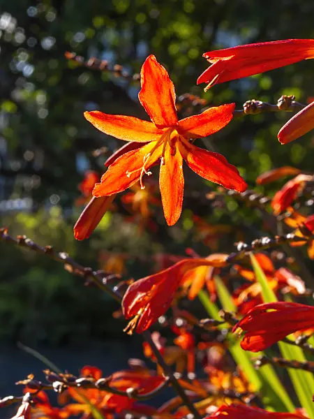 417001 - Montbretia (Crocosmia x crocosmiiflora)