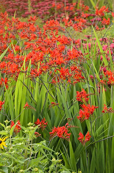570125 - Montbretia (Crocosmia x crocosmiiflora)