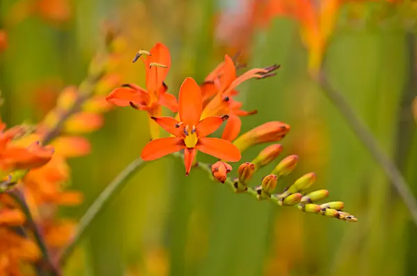 571071 - Montbretia (Crocosmia x crocosmiiflora)