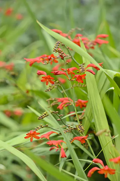 535218 - Montbretia (Crocosmia x crocosmiiflora 'Emberglow')