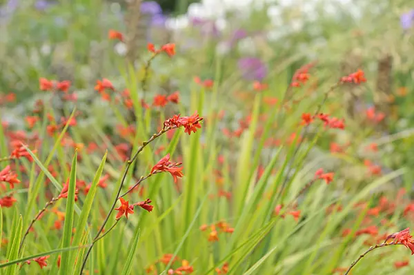 487177 - Montbretia (Crocosmia x crocosmiiflora 'Fire King')