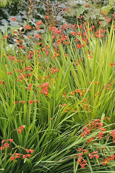 487178 - Montbretia (Crocosmia x crocosmiiflora 'Fire King')