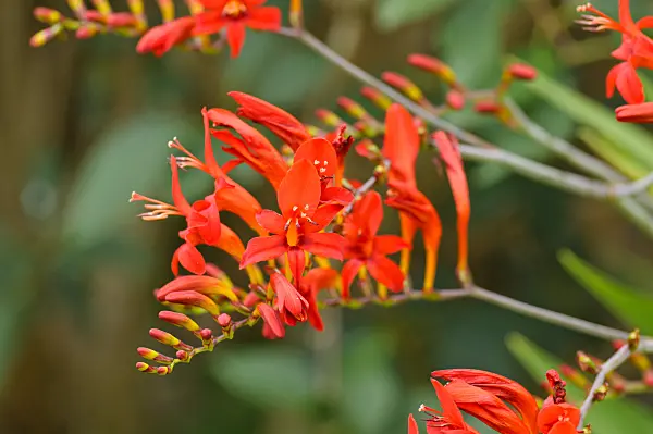 474162 - Montbretia (Crocosmia x crocosmiiflora 'Lucifer')