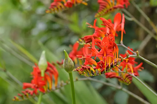 474163 - Montbretia (Crocosmia x crocosmiiflora 'Lucifer')
