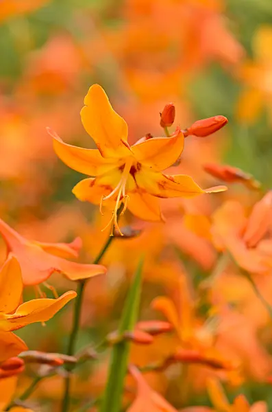 535102 - Montbretia (Crocosmia x crocosmiiflora 'Star of the East')