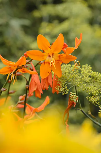535103 - Montbretia (Crocosmia x crocosmiiflora 'Star of the East')