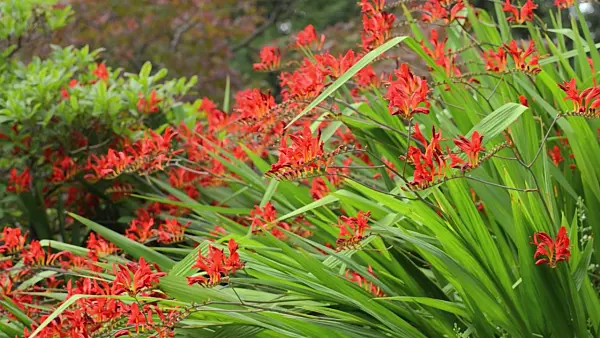 498248 - Montbretie (Crocosmia)