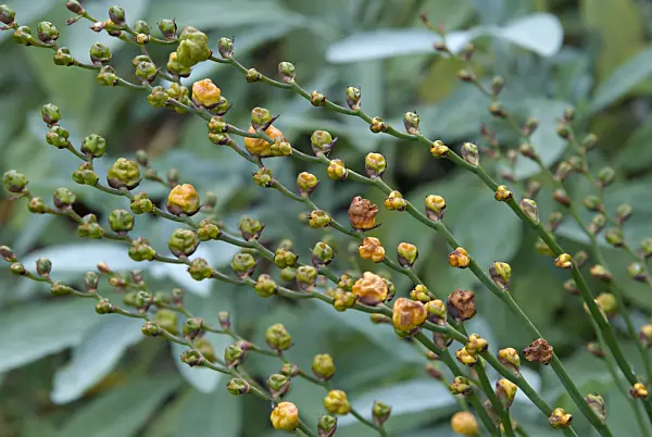 463084 - Montbretie (Crocosmia masoniorum)