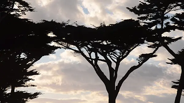 508472 - Monterey cypress (Cupressus macrocarpa syn. Cupressus lambertiana)