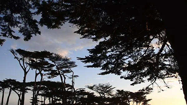 508474 - Monterey cypress (Cupressus macrocarpa syn. Cupressus lambertiana)