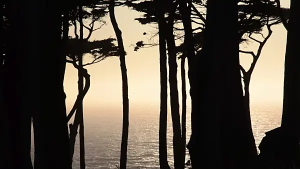 508471 - Monterey cypress (Cupressus macrocarpa syn. Cupressus lambertiana), San Francisco, USA