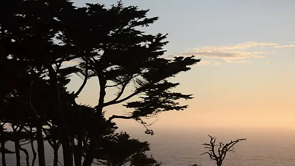 508473 - Monterey cypress (Cupressus macrocarpa syn. Cupressus lambertiana), San Francisco, USA