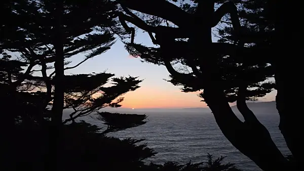 508477 - Monterey cypress (Cupressus macrocarpa syn. Cupressus lambertiana), San Francisco, USA