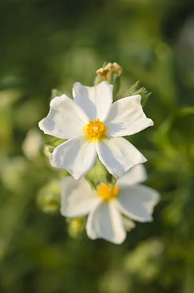 519001 - Montpelier rock rose (Cistus monspeliensis)