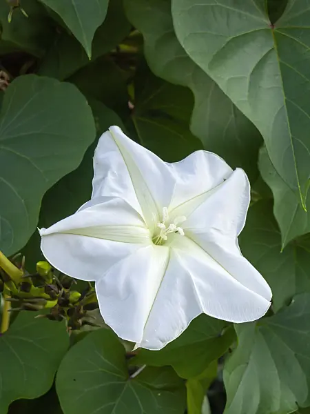 429143 - Moon flower (Ipomoea alba)