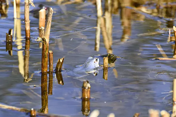 554053 - Moor frog (Rana arvalis), blue-coloured male specimen during spawning season, Brandenburg, Germany