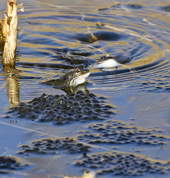 554057 - Moor frog (Rana arvalis), blue-coloured males during spawning season, Brandenburg, Germany