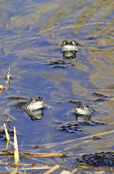 554058 - Moor frog (Rana arvalis), blue-coloured males during spawning season, Brandenburg, Germany